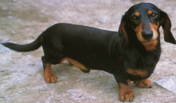 普遍的狗狗品种大全及图片,所有狗狗品种集合大全