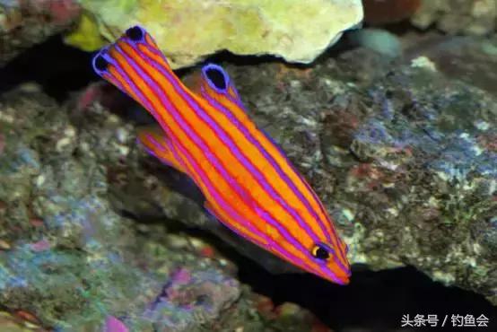 观赏鱼中的巨无霸都有哪些,土豪们的大型观赏鱼