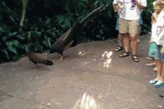 搞笑动图157期,鸡吃米搞笑动图