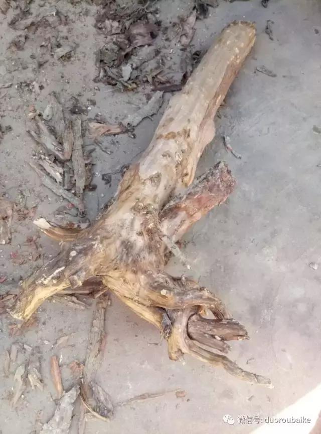 春天的多肉带给枯木新的生机，于是它们相爱了！