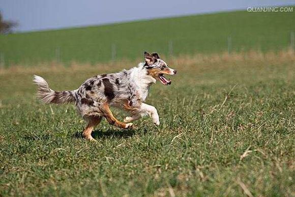 普遍的狗狗品种大全及图片,所有狗狗品种集合大全