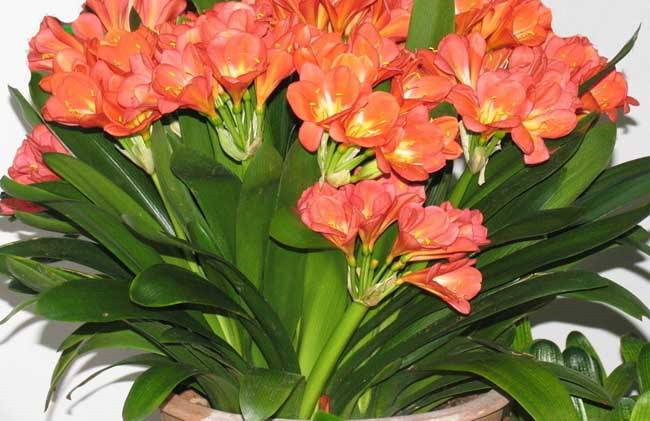 阿司匹林如何让君子兰快速生根,君子兰阿司匹林