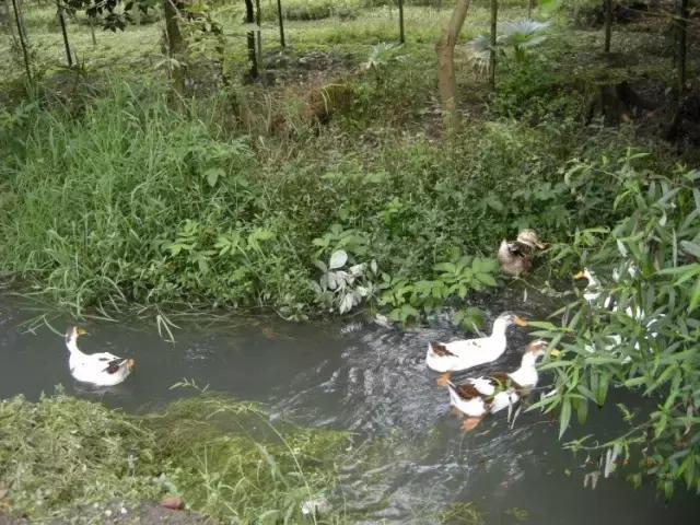 成都郫都区周边烧烤最佳景点,郫都最值得玩耍的地方