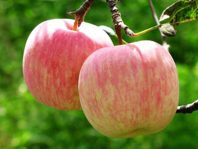 大连特产虾酱很臭为什么,大连有哪些特产适合带回家