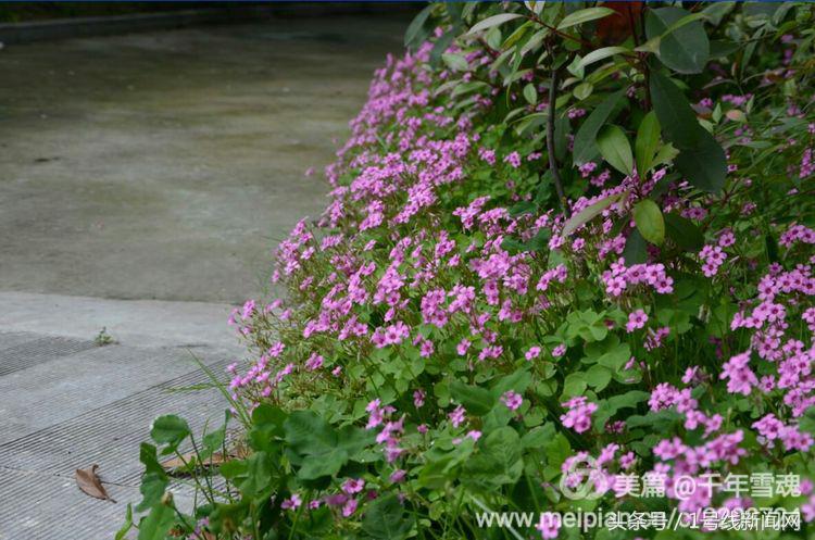 永远的余子店——文/刘宏冰