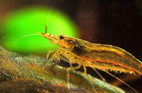 鱼缸里长了许多黑色毛毛,鱼缸里水草上有黑色的附着物