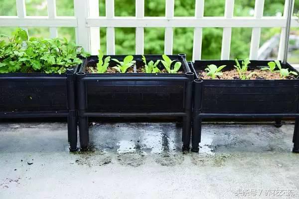 阳台用砖头砌菜园怎样规划好,新手阳台种菜的小技巧