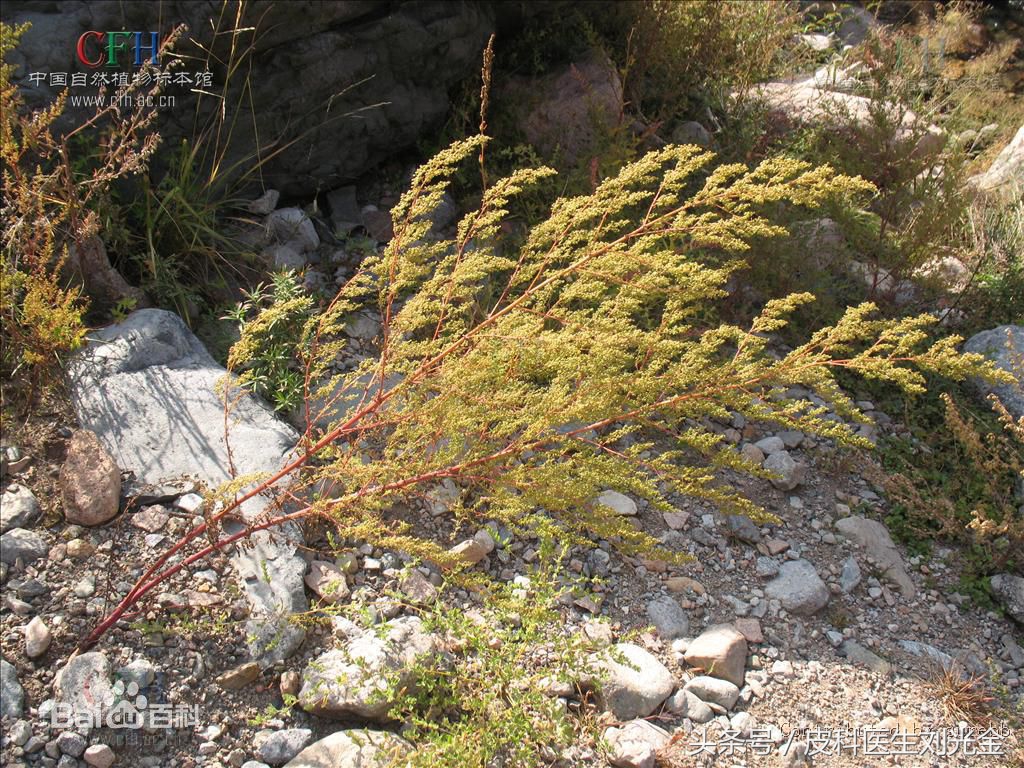 二月茵陈四月蒿包括艾蒿吗,茵陈蒿和青蒿图片