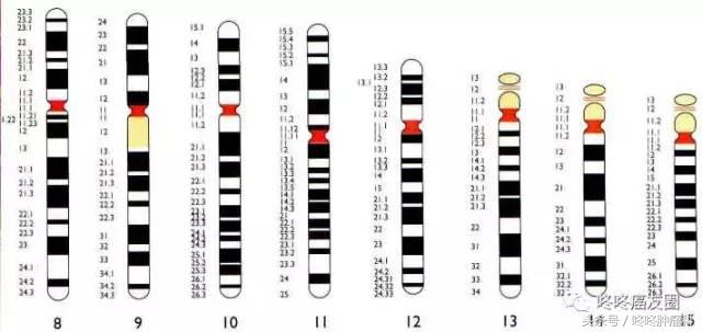 肺腺癌基因种类和相对应的靶向药,肺癌基因没有突变靶向药有效果吗