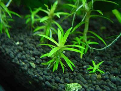 马桶堵了怎么快速疏通抽水马桶,马桶堵了如何快速疏通小妙招