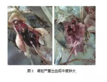 鸡白冠病的防治，快来看看吧！