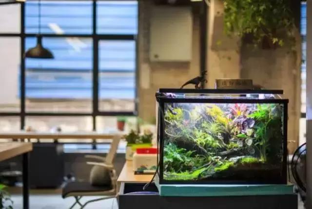 这真的是办公室吗?我不信!