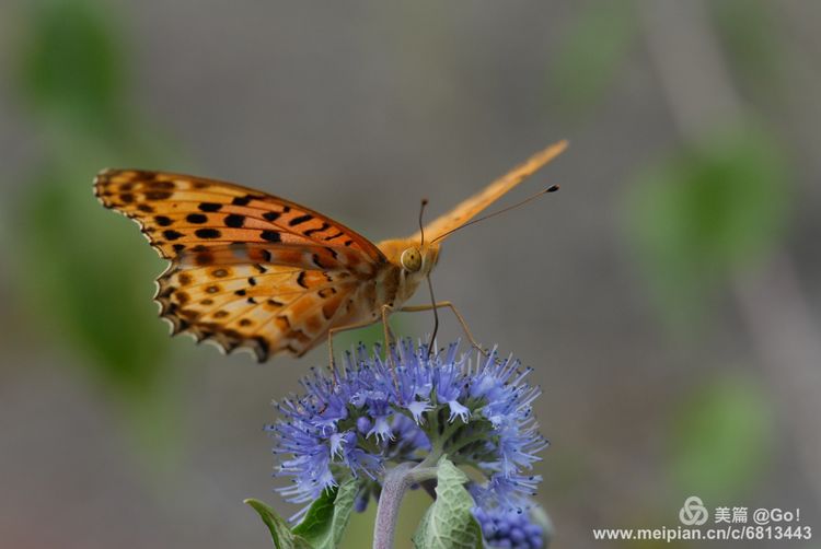 微距镜头下的昆虫视角,微距下的昆虫摄影