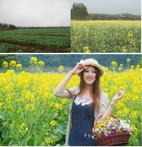 田野音乐会空降清逸园,花海与音乐,约不约?