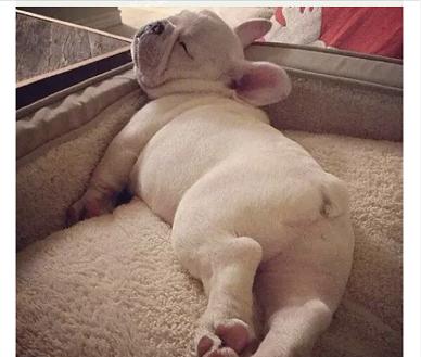 从狗狗的奇葩睡姿中判断安眠程度，你家的汪有没有中枪呢？