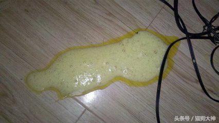 养狗狗狗呕吐还拉稀,养狗怎么解决狗狗拉屎的问题