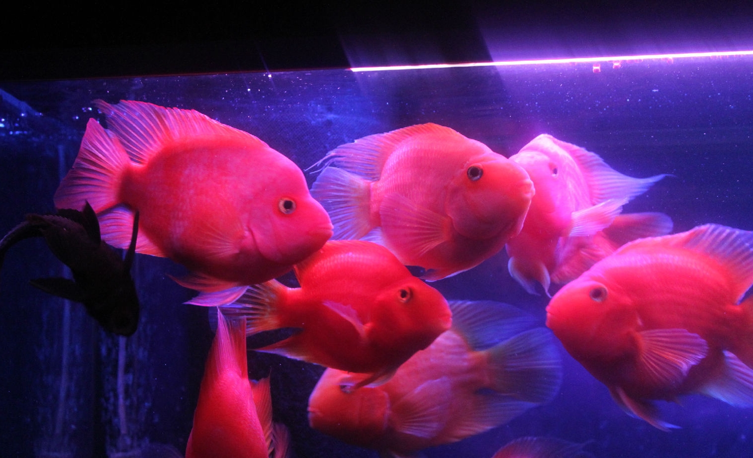 鹦鹉鱼哪个品种最好看又好养,鹦鹉鱼什么品种最大最好养