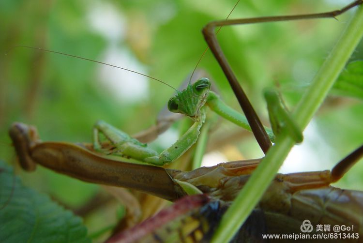 微距镜头下的昆虫视角,微距下的昆虫摄影