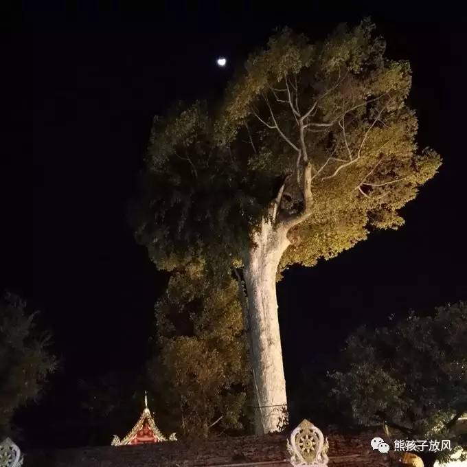 能在异国被警察抓也没谁了吧？这是我的清迈，和你去的不一样！