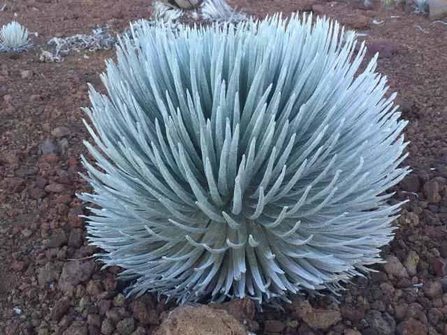 毛伊岛游记,毛伊岛太阳之屋