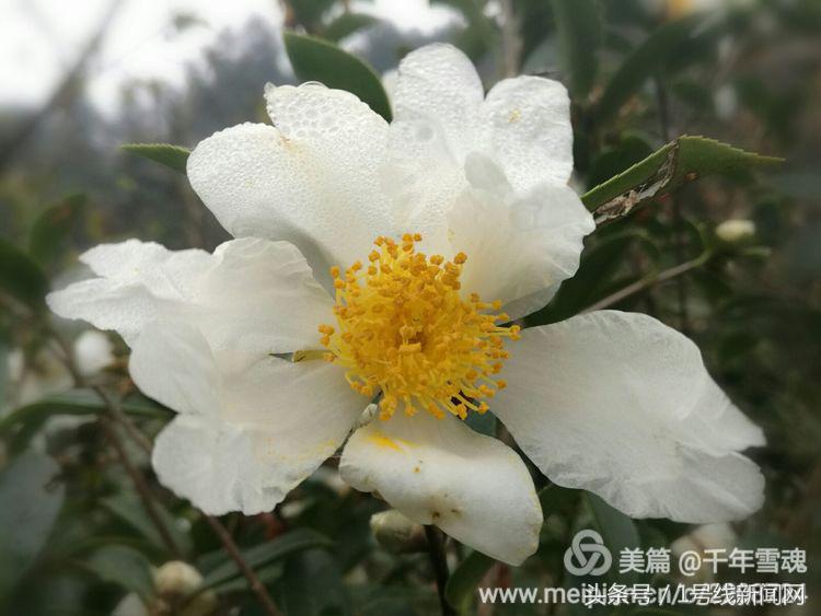 永远的余子店——文/刘宏冰