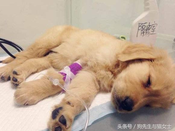 养了只小金毛，竟然趁我不注意偷吃洗衣粉，10分后脸肿成大包子