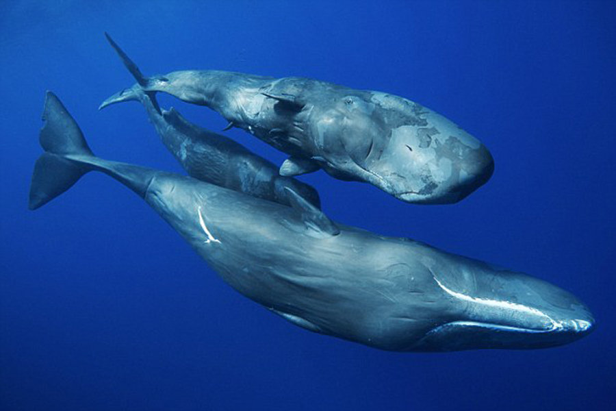 海洋里最快的动物是海豚吗,海洋中最大的生物海豚