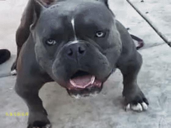 恶霸犬是最矮的吗,恶霸犬底盘低