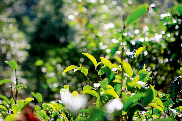 西双版纳从下飞机开始的攻略,进入西双版纳的视频