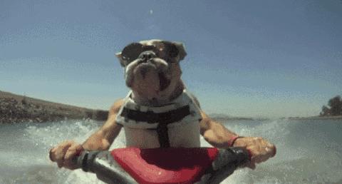 我有犬瘟，但感谢有你！