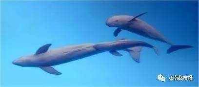 疼！一个铁钩，钩住的是全人类的的心