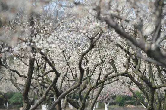 苏州园区赏梅攻略,何时去苏州赏梅最佳