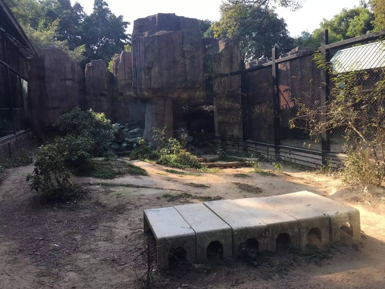 中山动物园有熊猫吗,中山公园动物园春节开放了吗