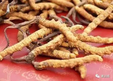 百令胶囊和金水宝治疗蛋白尿,治肾病金水宝和百令哪个好