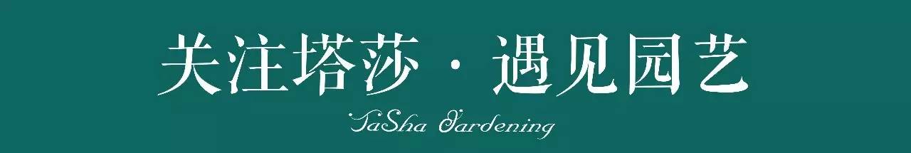 彩色马蹄莲的形态特征和养殖,白色马蹄莲和彩色马蹄莲一样吗