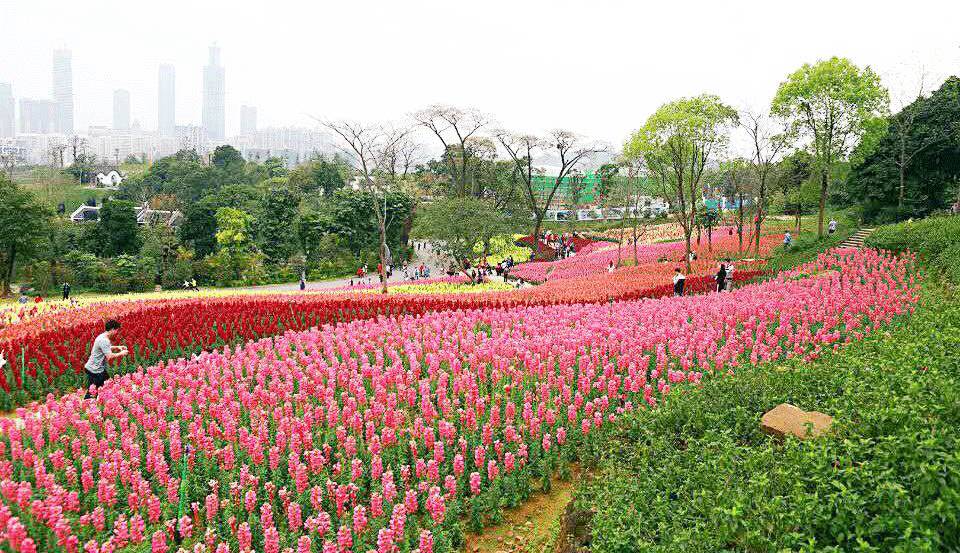 南宁游玩踏青攻略路线推荐,南宁春游赏花攻略图