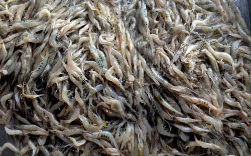 威海的海鲜什么时候是旺季,威海应季海鲜