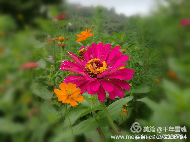 永远的余子店——文/刘宏冰