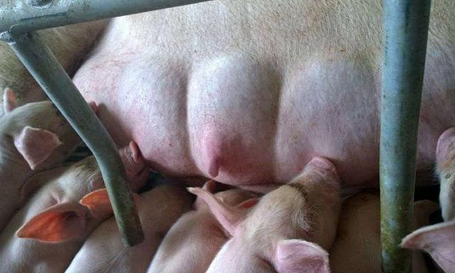 母猪不喂小猪有哪几种原因,母猪不产奶