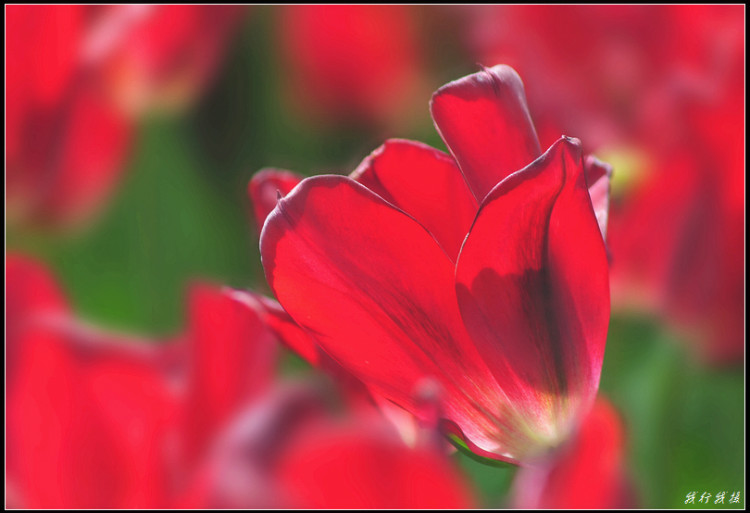 郁金香花卉摆放,郁金香花卉基地