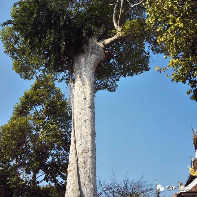 能在异国被警察抓也没谁了吧？这是我的清迈，和你去的不一样！