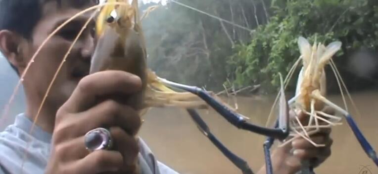 男子在河道钓龙虾,河里捕捉野虾视频