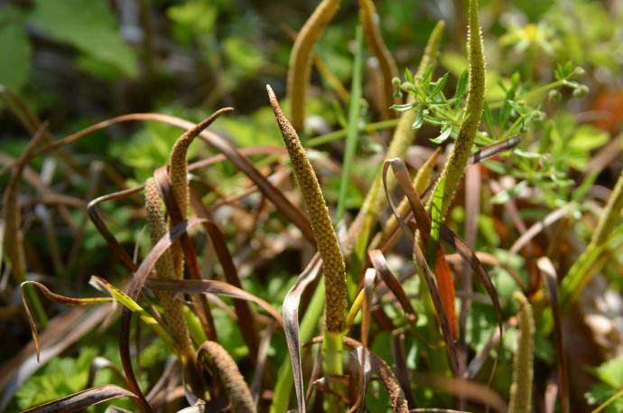金钱菖蒲什么香味,从化金钱菖蒲
