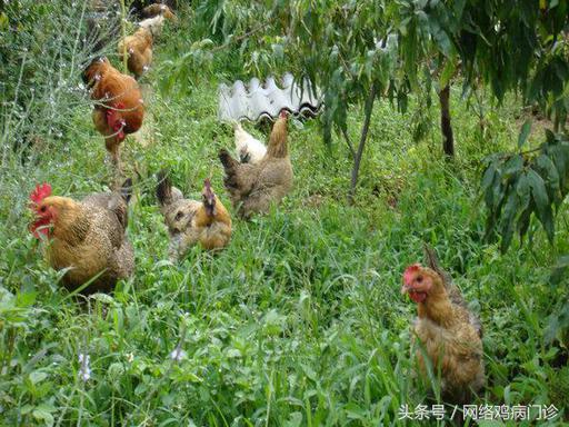 土鸡和散养鸡养殖有什么区别,土鸡种鸡怎么分公母