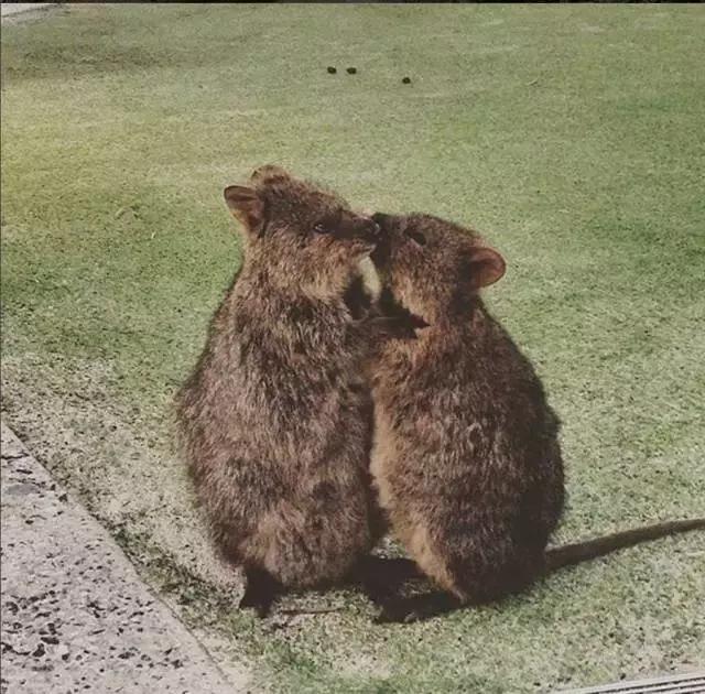 最萌短尾矮袋鼠,澳洲偶遇袋鼠