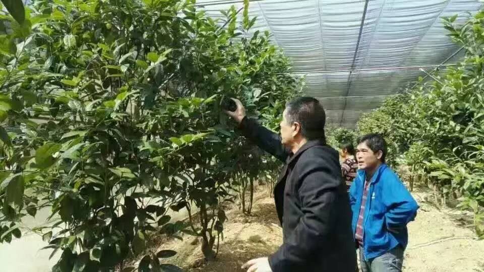 金花节开幕式,以花为媒非遗绽放花博会