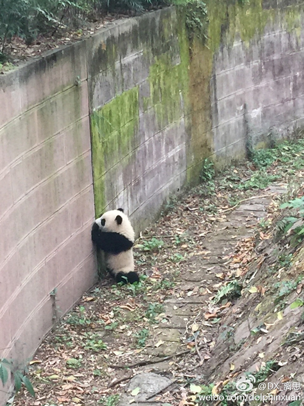 中国十大最火的外国网红,抖音百万网红姐弟抱大腿