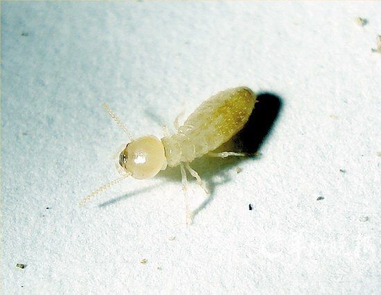 白蚁的危害与防治,白蚁粉有什么危害