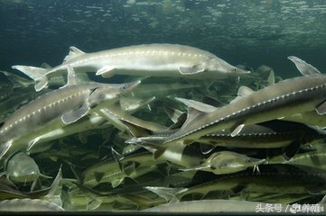 鲟鱼对养殖水指标要求,观赏鲟鱼养殖水温条件