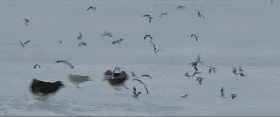 这些猫狗男女都爱看